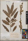 Foto von Salix cinerea L. x Salix viminalis L.
